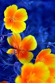 Gelbe Blumen auf blauem Hintergrund